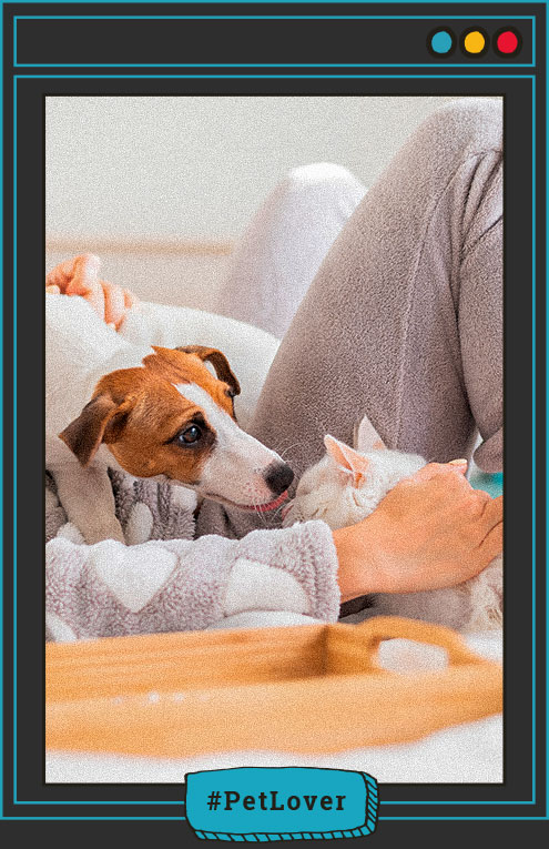 cómo lograr una buena convivencia entre perros y gatos